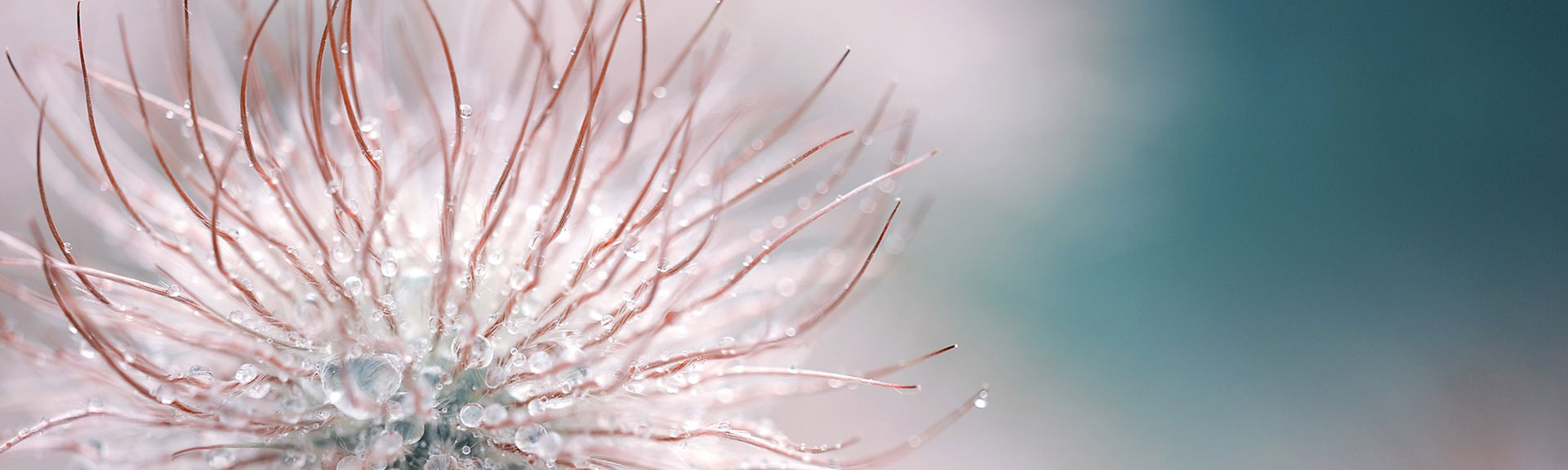 Blume mit Tropfen Psychotherapie für Erwachsene