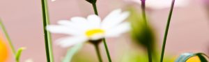 Gänseblümchen Großaufnahme